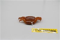 藏品(四齒大額蟹)的圖片